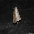 Inch Partial Tyrannosaurid Tooth, T-Rex #1269-1